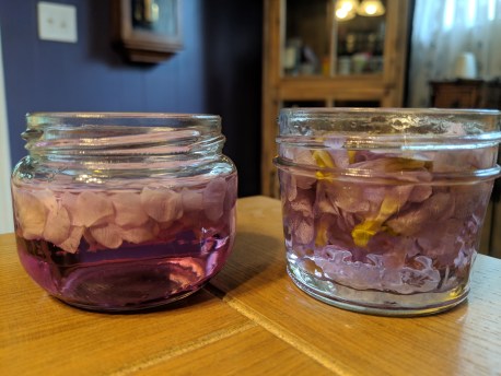 Two batches of violet vodka. To the left is a batch of only petals producing a vibrant purple. To the right is a dull lavender.